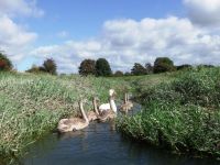 Cuckmere